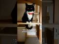 It's impossible to get a good cat photo #catsofyoutube #cutecat #uni