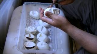 Celebrity Cutting Ball Python eggs clutch #1 .2013 Net Worth