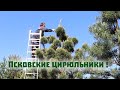 Превращаем сосны в кедры , косим всё и теряем первую хрюшку!