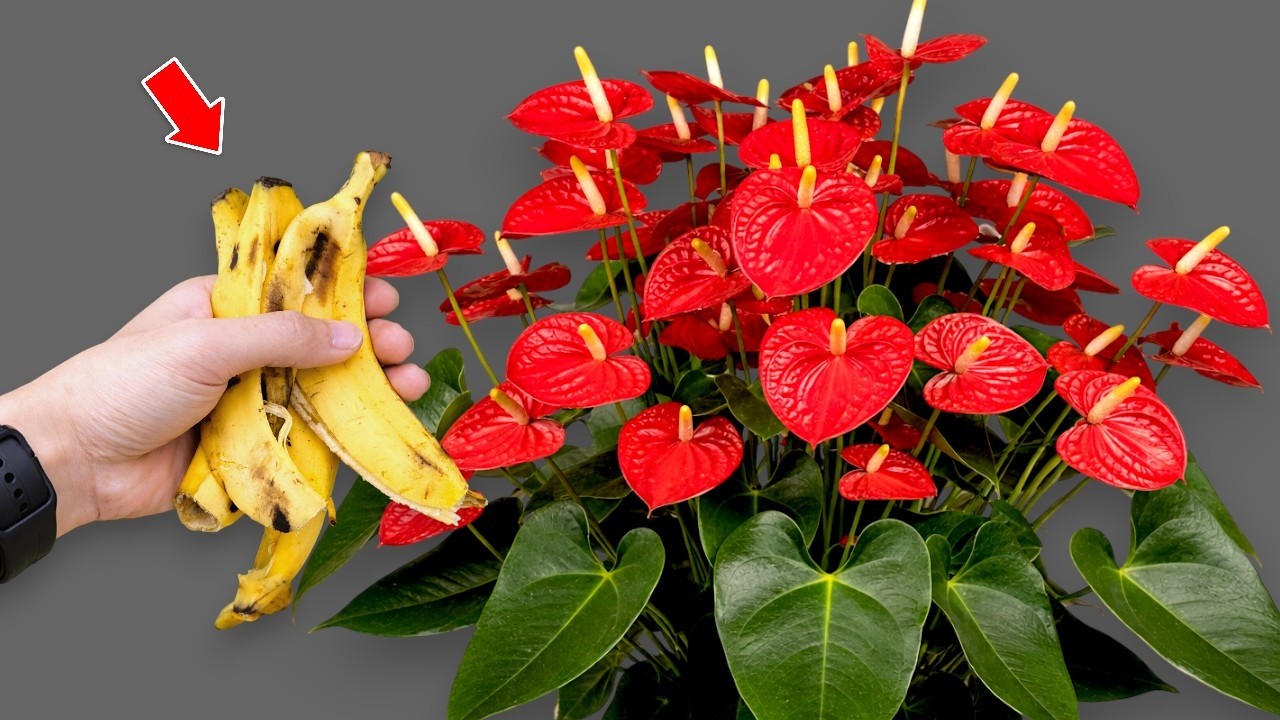 🌸Просто кофе! Секрет яркого цветения и круглогодичного роста антуриумов.