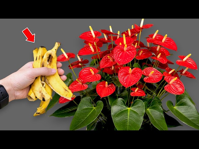 Just Coffee! The Secret to Making Anthuriums Bloom Brightly and Grow All  Year Round. - YouTube