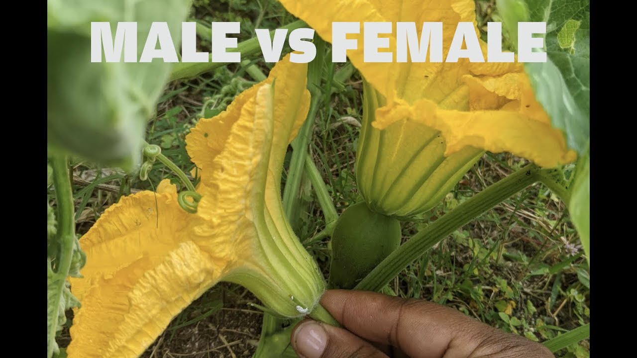 Female Flower Pumpkin