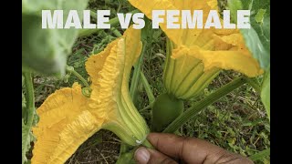 The difference between a male and female flower (PUMPKIN).