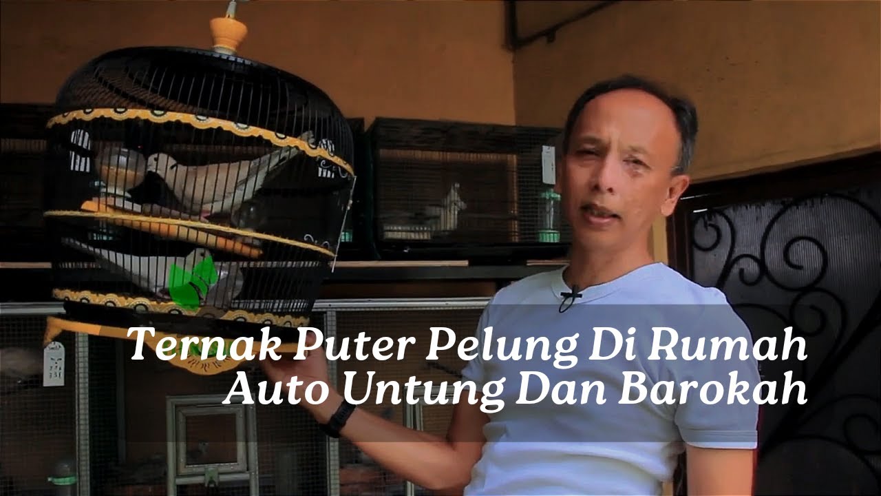 Gerebek Kandang Smile BF Om Hary Sambodo - Pencetak Puter Pelung Unggulan Nasional