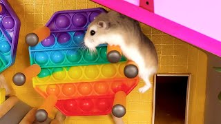 MAJOR HAMSTER is MAZE & OBSTACLE COURSE MASTER - Amazing hamster stories
