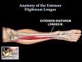 Anatomy Of The Extensor Digitorum Longus Muscle - Everything You Need To Know - Dr. Nabil Ebraheim