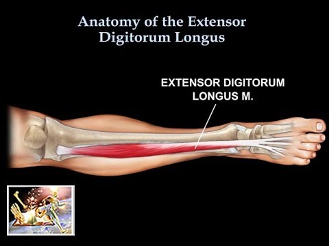 Vídeo: Extensor Digitorum Longus Músculo Origem, Anatomia E Função - Mapas Do Corpo