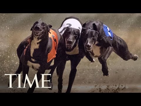 Video: Wat Florida's Greyhound Racing Ban betekent voor de honden