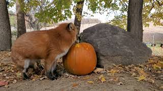 Foxes getting their first pumpkin of the season