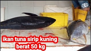 ikan tuna sirip kuning berat 50 kg        berapa harganya,