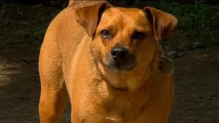 Canadians Bringing Dogs To The U.s. Must Follow New Cdc Guidelines