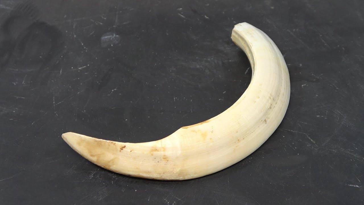 いのしし　牙　歯　まとめ 牙の行方 - INTERMEDIATHEQUE