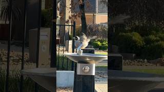 Cheeky bird washing feathers in the drinking fountain #australia #birds