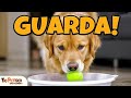 MAGIA! Cachorro APRENDE a GUARDAR o Brinquedo SOZINHO (Free Shape e Food Position)