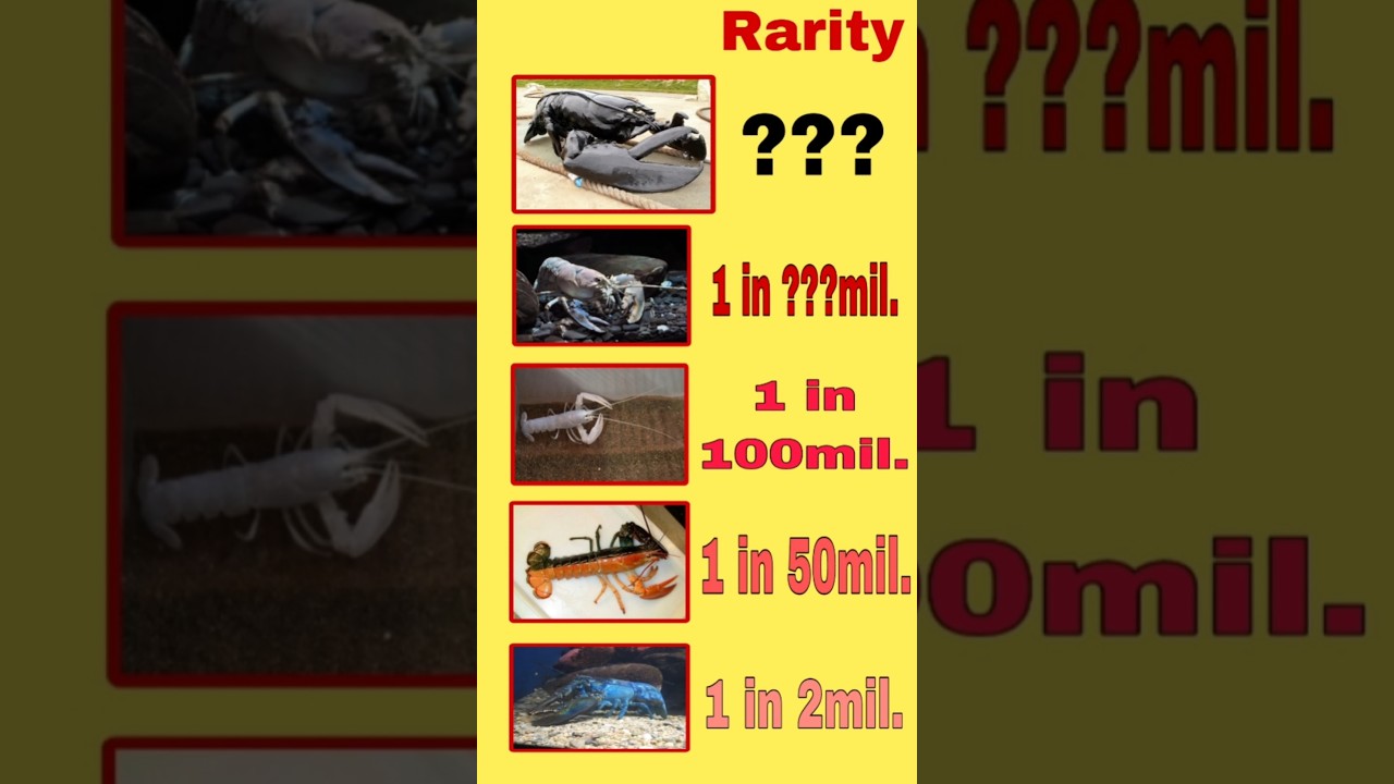 5 Otherworldly Rare Animals🦄🧬 