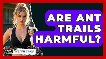 Are Ant Trails Harmful? - Insects and Invaders