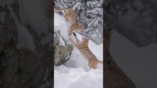 Watch These Cats Go Wild in the Snow!