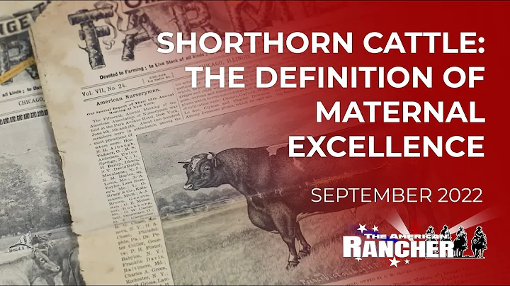 Shorthorn Cattle: the Definition of Maternal Excellence | The American Rancher