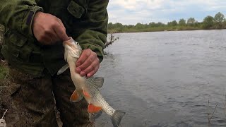 Эта насадка снова не подвела. Он её любит.С днём победы .