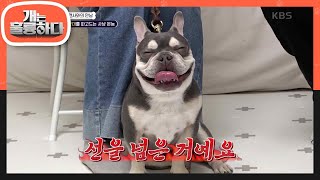 ＂선을 넘은 거예요＂ 이어지는 충격적인 답변에 말을 잃은 보호자들..😥 [개는 훌륭하다/Dogs Are Incredible] | KBS 240429 방송