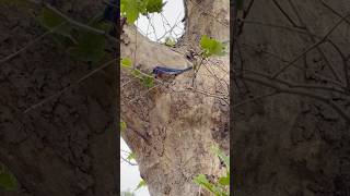Is it good luck to see a blue bird? 🐦 #bluejay #birdwatching #youtubeshorts #foryouシ #vlogger #bird