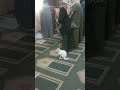 قطة تصلي بالمسجد Shorts حيوانات Animals Cat 