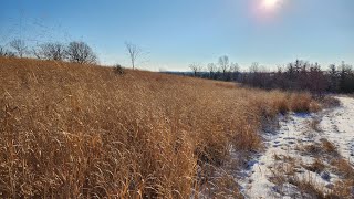 Switchgrass/Old Field November 26th Follow-Up