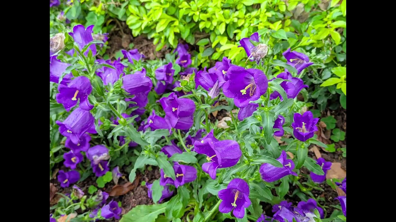 台北士林官邸2026鬱金香展