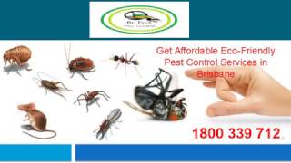 Pest Control Services in Brisbane