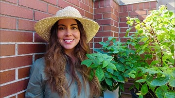 Tips For Growing Raspberries in Containers | Pot Size, Propagation & More!