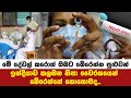 ඉන්දියාව කලඹන නිපා වෛරසයෙන් බේරෙන්නේ කොහොමද..