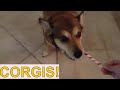 Cute and adorable corgi videos