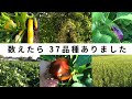 【8月下旬の農園紹介】自然栽培だとこんな感じに育ちます