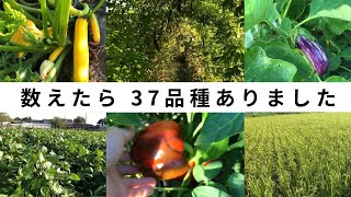 【8月下旬の農園紹介】自然栽培だとこんな感じに育ちます