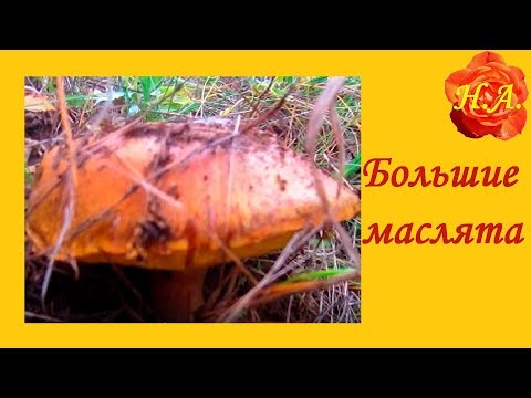 Влог Осенний лес
