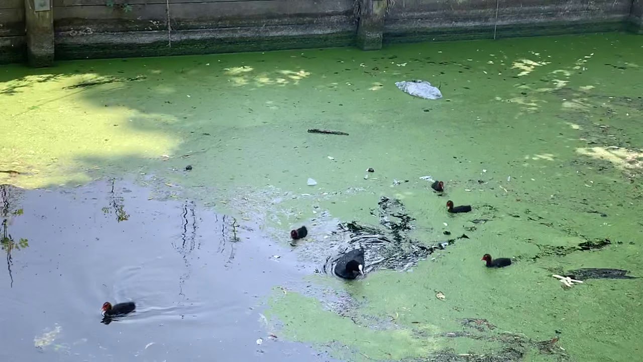 Coot family fends off angry geese