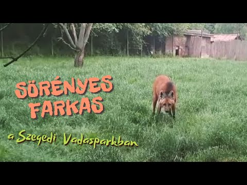 Videó: Sörényes farkas: élőhely és leírás