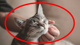 How To Make Your CAT LOVE YOU MORE! 🔥 by The Curious Cat 7,798 views 3 months ago 9 minutes, 30 seconds