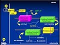 BIOQUIMICA GRASAS lipólisis y betaoxidación cómo se usan las grasas durante el ejercicio físico