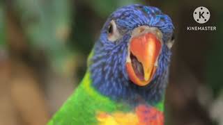 Most Beautiful Birds in the World | Breathtaking Beauty of Earth's Most Exquisite |  Relaxation