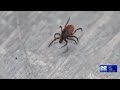 Massachusetts: Take precautions as tick illnesses rise
