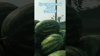 Анапа. Рай овощей и фруктов👍 #еда #shortvideo #путешествия#shorts#экскурсия анапа