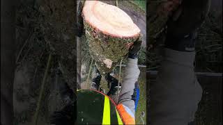 Stihl Ms462 #Chainsawman #Arboristlife #Arboristika #Stihl #Treework #Вальщик #Tree #Chainsaw #Arbo