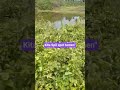 kita nyari umpan udang
