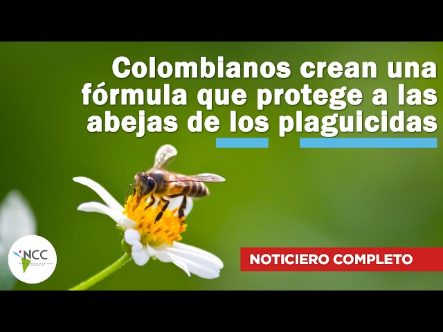 Colombianos crean una fórmula que protege a las abejas de los plaguicidas | 641 | 25 - 31 marzo 2024