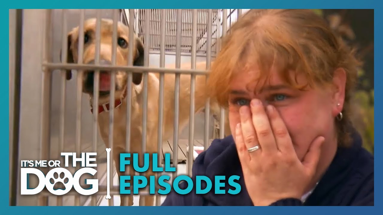 Масштабное преображение приюта Виктории Стилвелл! | 2 сезон, 20 серия | It's Me Or The Dog (США)