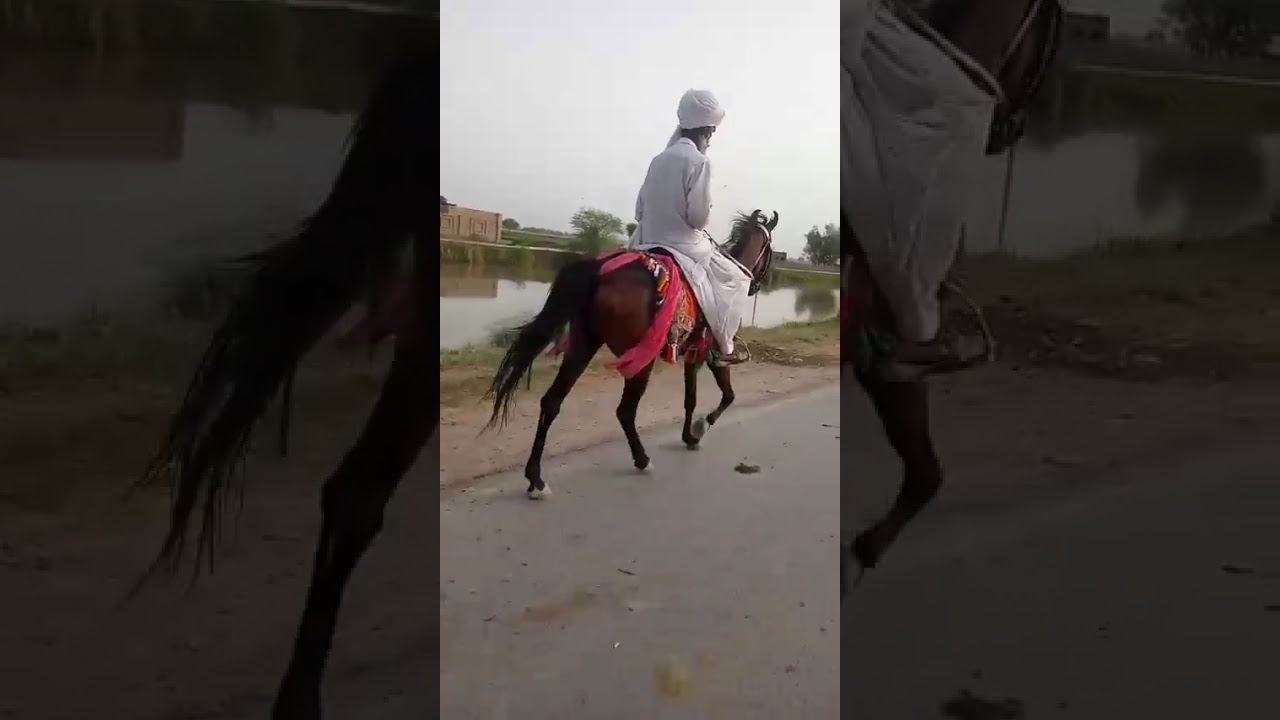 Style of single footer horses 