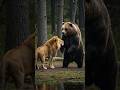 誰も知らないライオンとヒグマどっちが強いか!