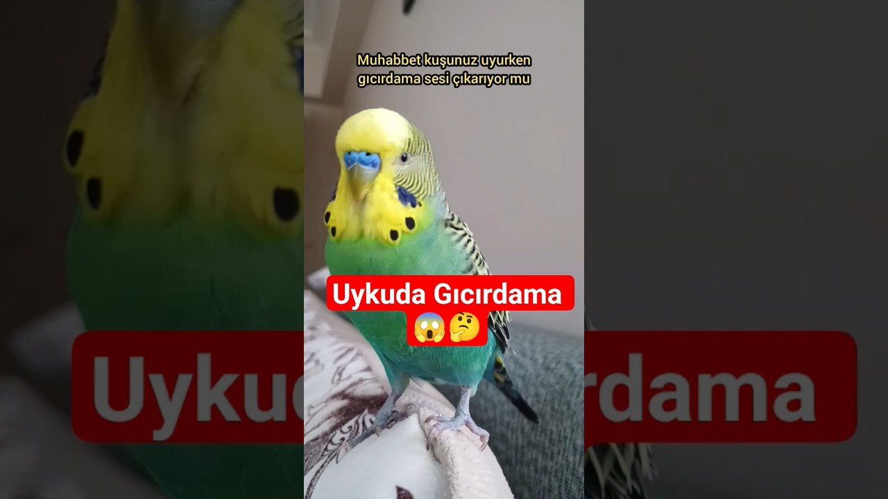 Muhabbet Kuşunuz Uykuda Gıcırdıyor Mu? 😴🐦 #muhabbetkuşu #birds #talkingparot #birdsong #parakeet