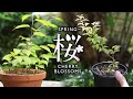 22bonsai diary  521   cherry blossoms sowing seed  eos r5